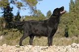 LABRADOR 645